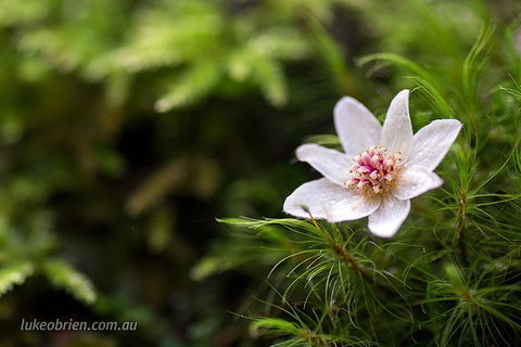 Mt Field And Styx Valley Photography Tour - Dalby Accommodation 5