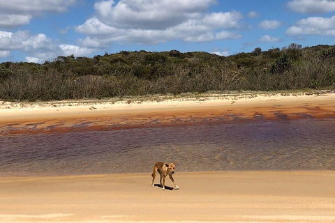 Pippies 3 Days 2 Nights Fraser Island Tour - Dalby Accommodation 2