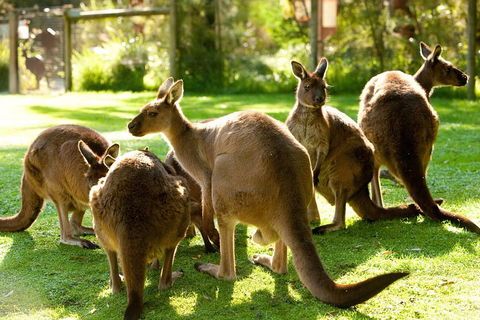 Yarra Valley Wildlife & Wine Day Tour From Melbourne With Healesville Sanctuary - Dalby Accommodation 4