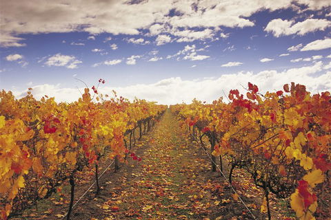 Yarra Valley Wildlife & Wine Day Tour From Melbourne With Healesville Sanctuary - Dalby Accommodation 5