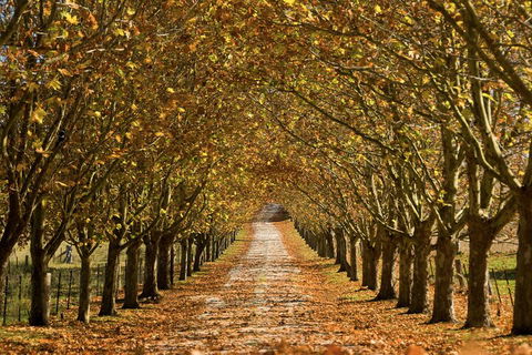 Private Southern Highlands Day Trip From Sydney Including Fitzroy Falls - Dalby Accommodation 4