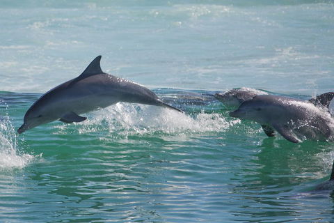Private Port Stephens Day Trip From Sydney Including Dolphin Cruise - Dalby Accommodation 1