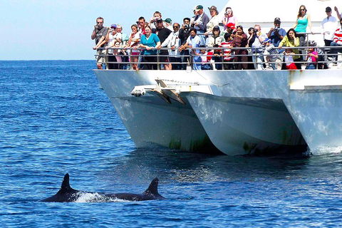 Private Port Stephens Day Trip From Sydney Including Dolphin Cruise - Dalby Accommodation 2