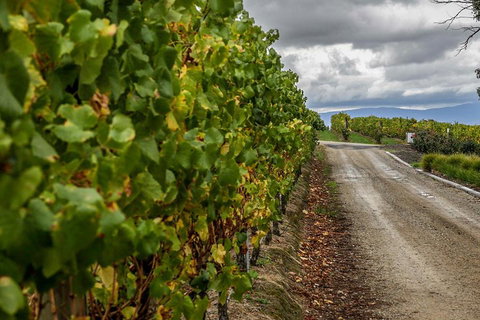 Yarra Valley Public Winery Tours - Dalby Accommodation 2