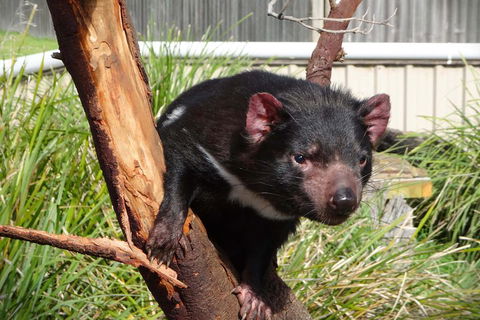Tasmania 4 Day East Coast + Launceston - Dalby Accommodation 2