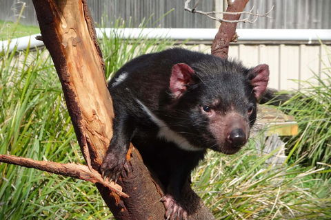 6-Day Tasmania Small-Group Guided Tour With Gourmet Food - Dalby Accommodation 1