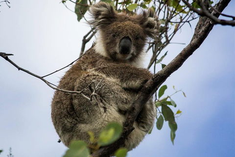 Phillip Island And French Island Wildlife Expedition - Dalby Accommodation 3