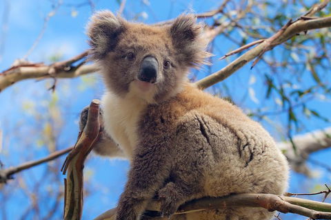 Private Phillip Island Tour - Dalby Accommodation 2