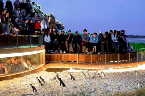 Private Phillip Island Tour - Dalby Accommodation 3