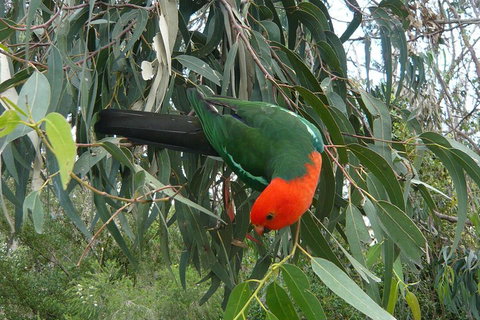 3-Day Great Ocean Road And Grampians Tour From Melbourne - Dalby Accommodation 5