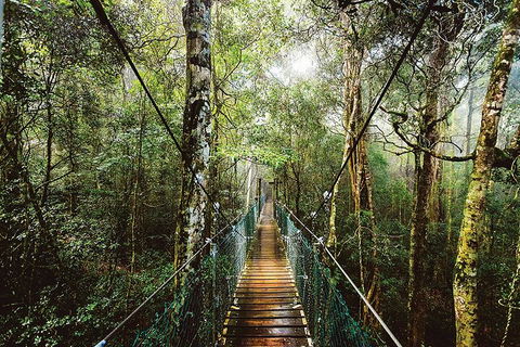 O'Reilly's & Lamington National Park From Gold Coast - Dalby Accommodation 0