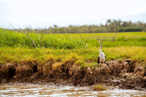 Darwin City Sights And Jumping Crocodile Cruise - Dalby Accommodation 2