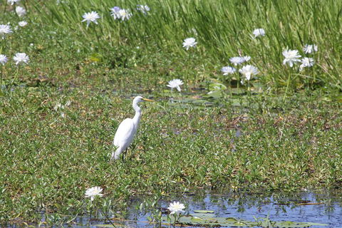 Darwin City Sights And Jumping Crocodile Cruise - Dalby Accommodation 4