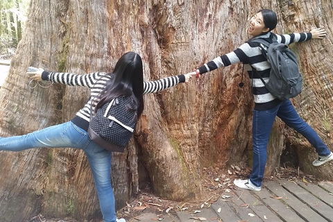 Mt Field National Park Active Day-Trip Including Bonorong And Mt Wellington - Dalby Accommodation 0