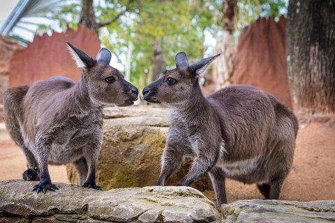 The Ultimate Sydney Attractions Pass - Dalby Accommodation 2