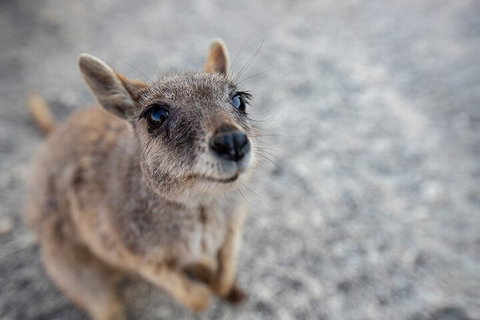 Chillagoe Caves And Outback Day Trip From Cairns - Dalby Accommodation 2