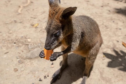 Chillagoe Caves And Outback Day Trip From Cairns - Dalby Accommodation 5