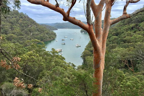 Shore Excursion: Sydney's Northern Beaches & Ku-ring-gai National Park Bus Tour - Dalby Accommodation 1