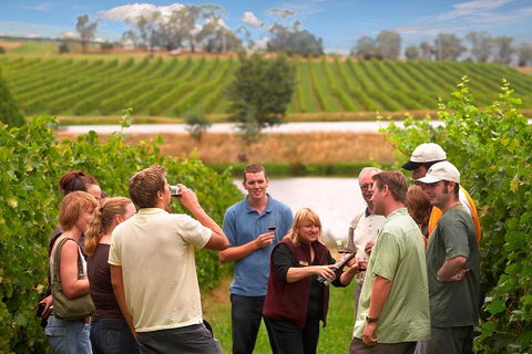 Yarra Valley Balloon Flight And Winery Tour - Dalby Accommodation 4