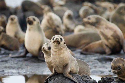 Puffing Billy, Wildlife Sanctuary & Penguins Day Tour From Melbourne - Dalby Accommodation 0