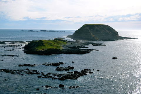 Puffing Billy, Wildlife Sanctuary & Penguins Day Tour From Melbourne - Dalby Accommodation 1