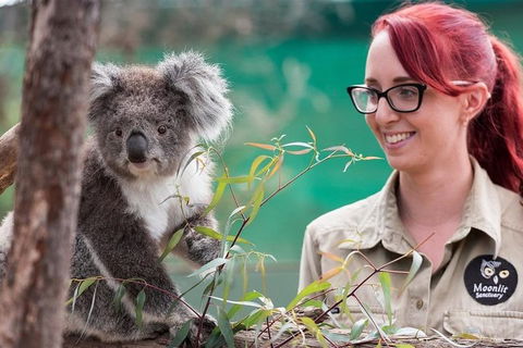 Puffing Billy, Wildlife Sanctuary & Penguins Day Tour From Melbourne - Dalby Accommodation 3