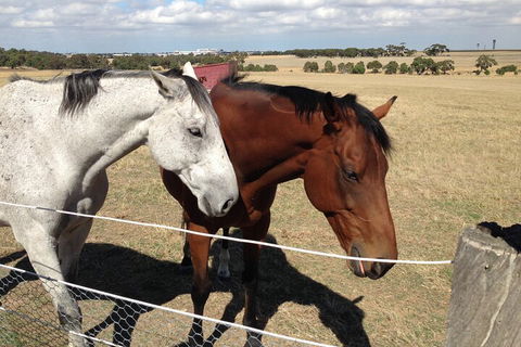 Legends & Champions Tour - Dalby Accommodation 1