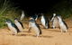 Private Phillip Island & Penguin Parade Hiking Tour From Melbourne - thumb 4