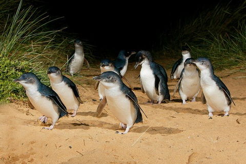 Private Phillip Island & Penguin Parade Hiking Tour From Melbourne - Dalby Accommodation 4