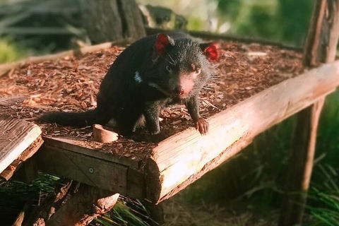 Bonorong Wildlife Park And Richmond Afternoon Tour From Hobart - Dalby Accommodation 4