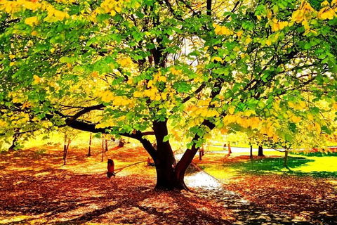 Hobart Half-Day Sightseeing Coach Tram Tour - Dalby Accommodation 3