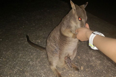 Private Tour To Paronella Park, Historic Village Herberton And Wild Life Wallaby - Dalby Accommodation 0