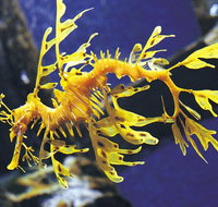 SEA LIFE Melbourne Aquarium Admission Ticket - Dalby Accommodation
