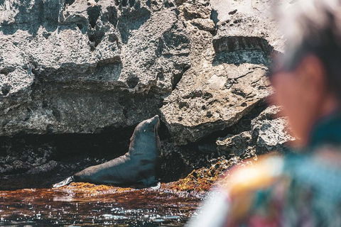 Adventure Rottnest Tour With Ferry & Adventure Cruise From Perth Or Fremantle - Dalby Accommodation 1
