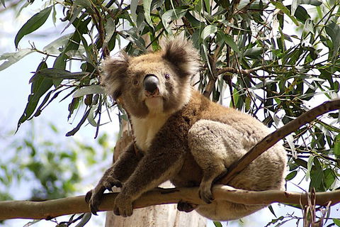 Melbourne Combo: Great Ocean Road, Puffing Billy, Moonlit Sanctuary & Penguins - Dalby Accommodation 3