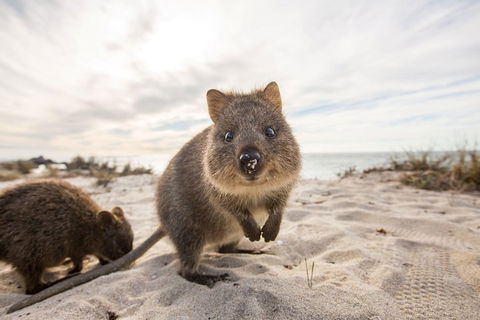 Rottnest Bayseeker Bus Tour From Hillarys Boat Harbour - Dalby Accommodation 1