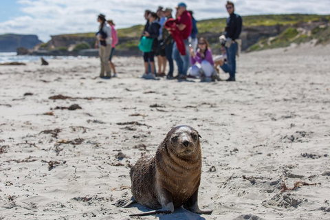 Kangaroo Island In A Day Tour From Adelaide - Dalby Accommodation 0
