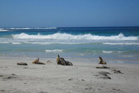 Kangaroo Island In A Day Tour From Adelaide - Dalby Accommodation 1
