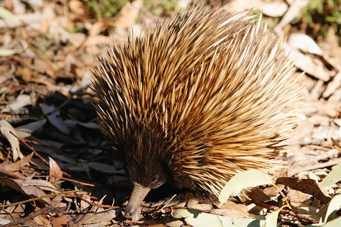 Kangaroo Island In A Day Tour From Adelaide - Dalby Accommodation 2