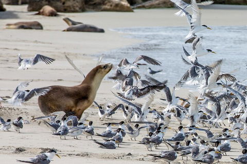Full-Day Kangaroo Island Experience Departing From Kangaroo Island - Dalby Accommodation 1