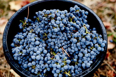Melbourne City Tour And Half Day Yarra Valley In One Day - Dalby Accommodation 4