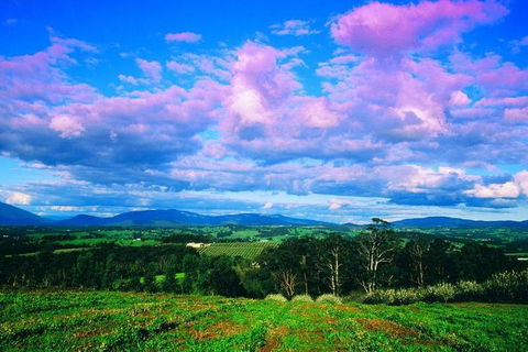 Yarra Valley Wine And Cider Tours By Classic Convertibles From Melbourne - Dalby Accommodation 3