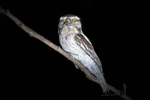 Wild Australian Wildlife 4WD Tour From Sydney - Dalby Accommodation 4
