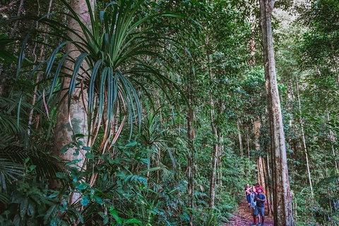 Atherton Tablelands Rain Forest By Night From Cairns - Dalby Accommodation 0