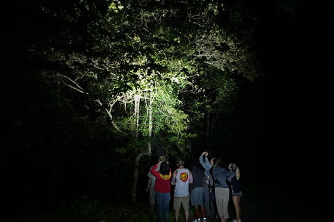 Atherton Tablelands Rain Forest By Night From Cairns - Dalby Accommodation 2