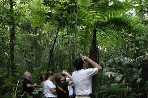 Atherton Tablelands Rain Forest By Night From Cairns - Dalby Accommodation 3