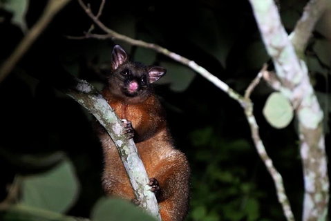 Atherton Tablelands Rain Forest By Night From Cairns - Dalby Accommodation 4