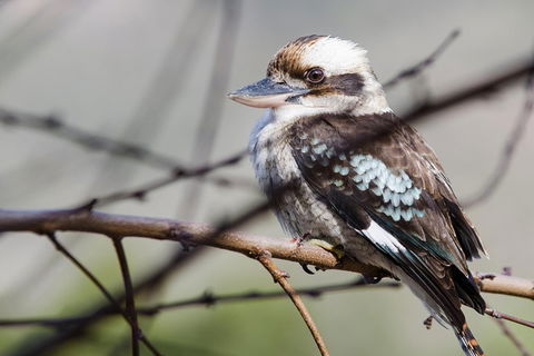 Great Ocean Road To Grampians 2 Day 1 Night Tour From Melbourne To Adelaide - Dalby Accommodation 4