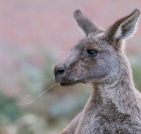 Grampians National Park with Kangaroos and MacKenzie Falls from Melbourne - Dalby Accommodation