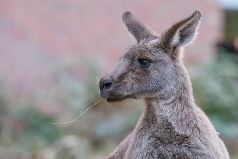 Grampians National Park With Kangaroos And MacKenzie Falls From Melbourne - Dalby Accommodation 0